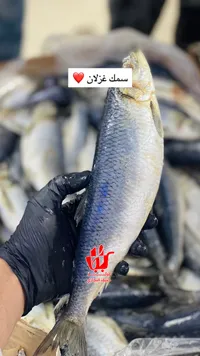سمك غزان طازج