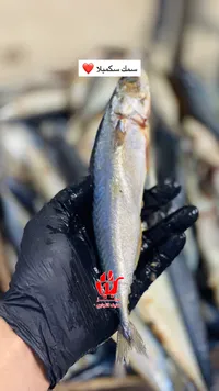 سمك سيكويلاد طازج