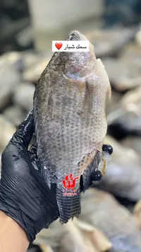 سمك شبار طازج