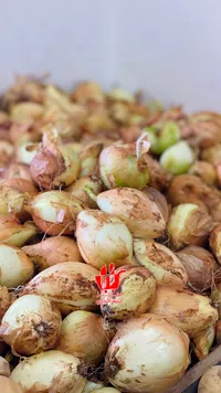 بصل طازج - حديقة الشام