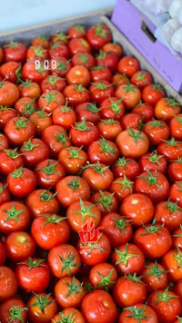 طماطم طازة