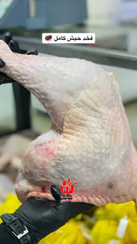 فخذ حبش كامل