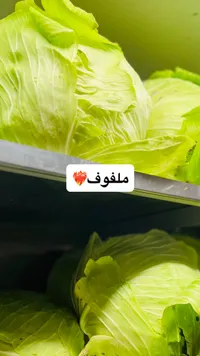 خس أخضر طازج - ملفوف