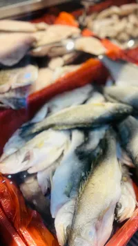 سمك طازج