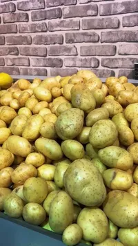 بطاطا طازة
