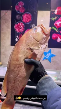 سمك لوكوس طازج