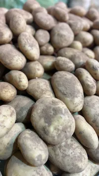 بطاطا طازجة
