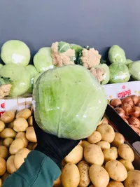 ملفوف أخضر طازج