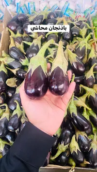 باذنجان محاشي طازج