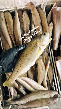 سمك قروص منظف وجاهز