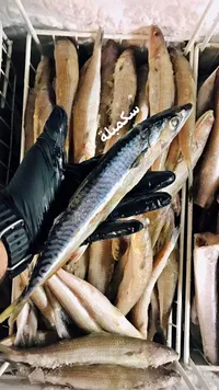 سمك سكمبلة مجمد