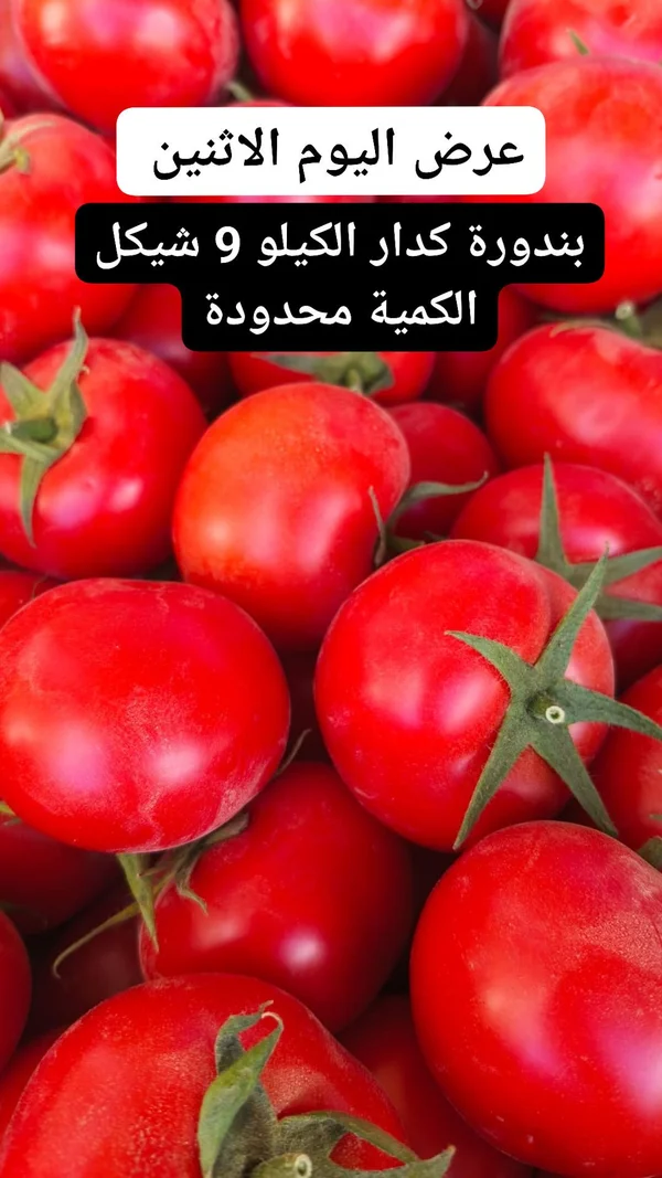 بندورة كدار - مواد غذائية وبقالة - سوق غزة