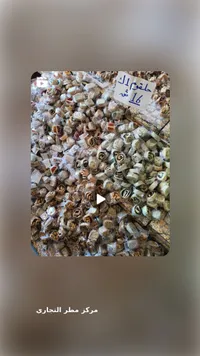بذور النعناع البري
