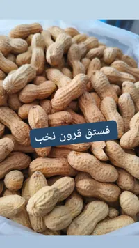 فستق فرون نخب - فسطق قرون نخب