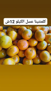 كليمنتينا عسل الكيلو 12 شاقل