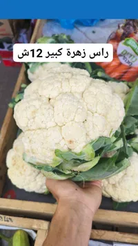 زهرة كرنب طازة