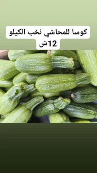 كوسا للمحاشي نخب الكيلو