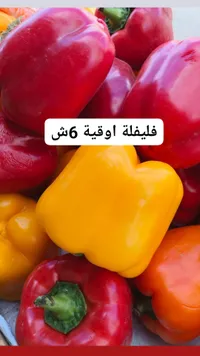 فليفلة أوقية 6 شمع