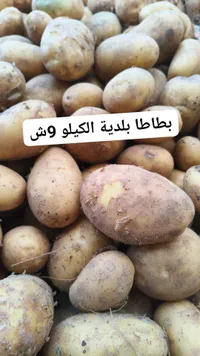 بطاطا بلدية الكيلو وشي