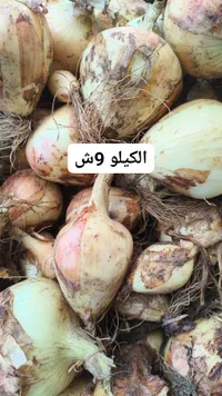 الكيلو وش