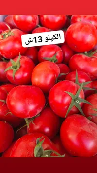 طماطم طازة - الكيلو 13 شيكل