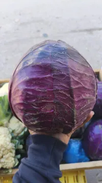 ملفوف أرجواني طازج