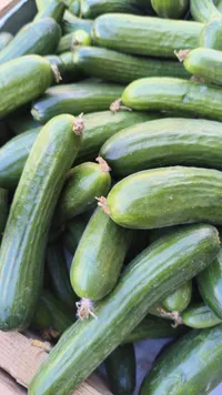 خيار طازج