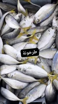 سمك طرخونة طازة