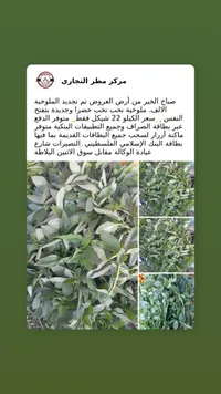 ملوخية خضراء طازجة - مركز مطر التجاري - سوق غزة