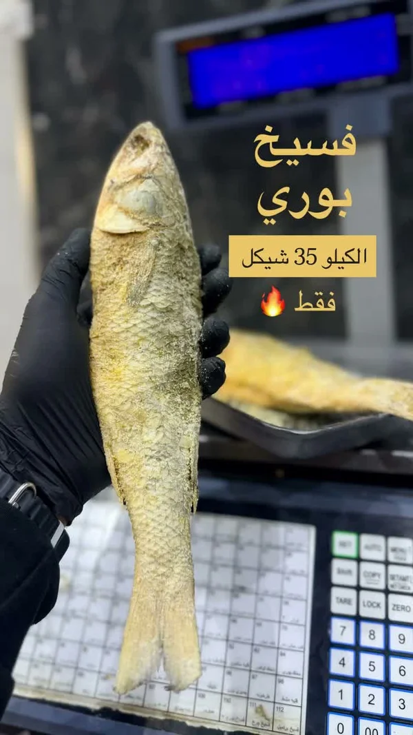 فسيخ بوري - مواد غذائية وبقالة - سوق غزة
