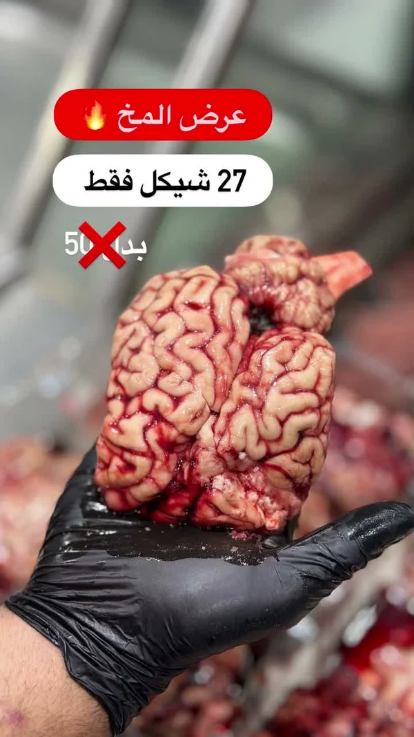 مخ عجل طازج - مواد غذائية وبقالة - سوق غزة
