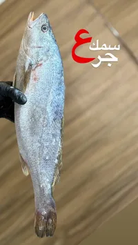 سمك جرم طازة