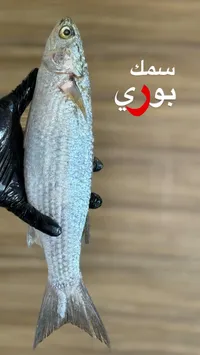 سمك بوري طازج