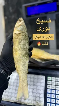 فسيخ بوري - سوق غزة