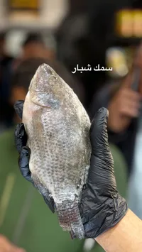 سمك شبار طازج