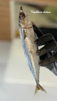 سمك سكمبلا طازج