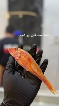 سمك سلطان إبراهيم