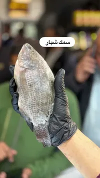 سمك شبار طازج