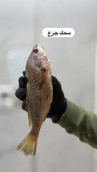سمك جرع طازج