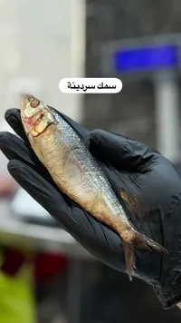 سمك سردينة طازج