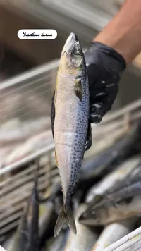 سمك سكمبلا طازج