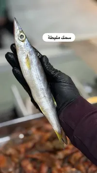 سمك مليطة طازج