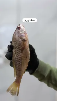 سمك جرع طازج