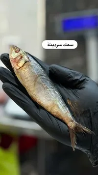 سمك سردينة طازج