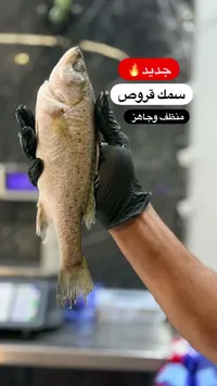 سمك قروض منظف وجاهز