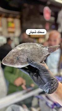 سمك شبار مجمد