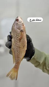 سمك جرع طازج