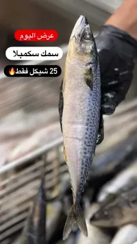 سمك سكمبلا طازج - سوق غزة