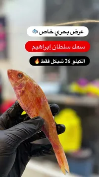 سمك سلطان إبراهيم - سوق غزة