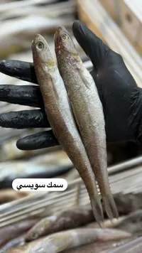 سمك سويسي طازج